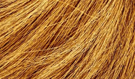 Palm Fibre natural fibre material